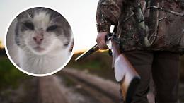 Caccia al killer di Boh: LNDC Animal Protection lancia un appello per trovare il responsabile