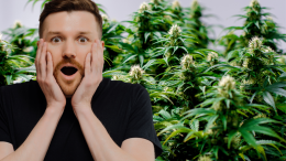 Piantagione di marijuana in Val di Chy: due cittadini olandesi incastrati dai Carabinieri 