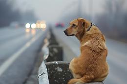 Un aperitivo e una conferenza a sostegno dei cani in difficoltà