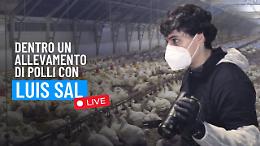 Luis Sal svela l'orrore dell'industria del pollo