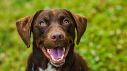 Una nuova area cani a Chivasso: ecco dove