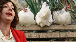 Cinquestelle schierati in difesa di polli e galline