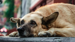 Costituire un'associazione per aiutare i cani randagi: cosa bisogna sapere