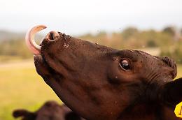 Troppi focolai di "Blue tongue" in Canavese, annullata la fiera autunnale di Castellamonte