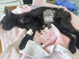 Abbandonata a morire: la crudele fine della gattina Criss
