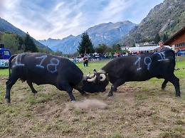Tutto pronto per il 44° confronto-esposizione delle Regine delle Valli di Lanzo