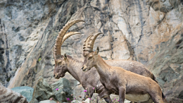 Groscavallo entra nel Parco Nazionale Gran Paradiso? Delibera approvata, ma scoppiano le polemiche!
