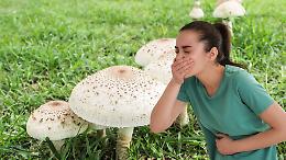 Allarme intossicazioni da funghi nel Vercellese: boom di casi e appello alla cautela