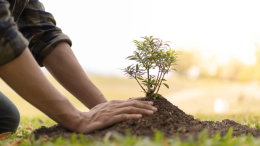 Via il cemento: la città scommette sul verde e pianta 89 nuovi alberi contro il cambiamento climatico