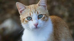 Gatti da tutto il mondo in un comune del basso Canavese: un evento internazionale