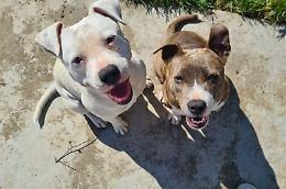 Mazzè si mobilita per ritrovare due cani smarriti: l'appello accorato dei proprietari e la solidarietà della comunità