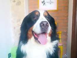 Smarrito un cane a Castelrosso: si mobilita l'intera comunità
