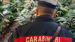 Scoperta coltivazione di marijuana in un giardino privato di una casa in Canavese
