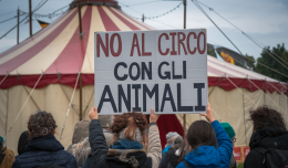 Ancora animali al Circo di Ciriè. Scoppia la polemica