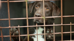 Commercio illecito di cuccioli: sequestrati 114 cani e 442.000 euro a Chivasso (VIDEO)