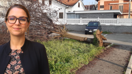 Caduta Libera! Nella città della sindaca Elena Piastra anche gli alberi non ce la fanno più