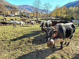Torna la Fiero dâ Paî dâ Ramìe: Pomaretto celebra l’enologia eroica e le tradizioni delle valli
