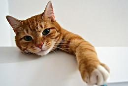 Un rifugio sicuro per i gatti randagi in Canavese