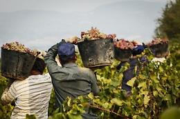Caporalato nelle Langhe: patteggiamenti e sfruttamento dei migranti nelle vigne del Nebbiolo