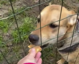 L'appello: una casa per Fiamma, la cagnolina in cerca d'amore