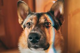 Allarme in Canavese: bocconi avvelenati nell'area cani 