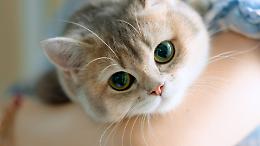 Il tuo gatto potrebbe odiarti se sbagli questo gesto comune: ecco i segnali che non puoi ignorare