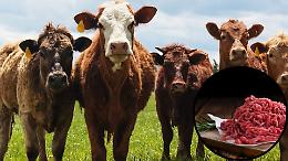 Tradizione e innovazione: la rivoluzione green della carne made in Italy