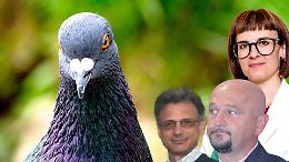 Scaricabarile sui piccioni: la minoranza interroga, il vice sindaco pure...