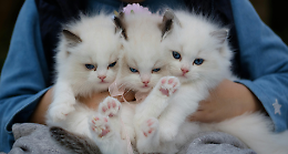 Il comune del Canavese si trasforma in un palcoscenico internazionale per i gatti 