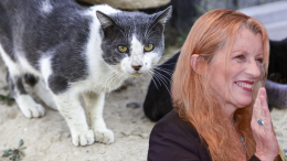 Colonia felina di Vana: i volontari chiedono aiuto a Michela Vittoria Brambilla
