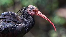 Un Ibis Eremita ferito a San Mauro: mobilitazione per salvare una specie in via di estinzione