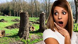 Tragedia verde: 22 alberi malati sacrificati per la sicurezza!