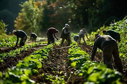 Caporalato in agricoltura: 200mila lavoratori irregolari, paghe da fame e sfruttamento diffuso
