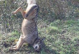 Ammazzano un lupo e lo appendono all'ingresso del paese