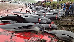 Il Governo autorizza il massacro delle balene: un permesso valido fino al 2029