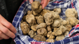 La Regione Piemonte in difesa del tartufo bianco: misure straordinarie contro i cambiamenti climatici