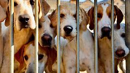 Rifugi per animali al collasso: un'emergenza da Torino al Canavese