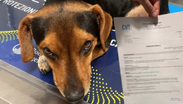 Disoccupato e disperato per il suo cane: "Laky è stato investito, ha bisogno di cure"