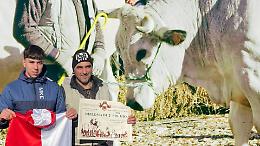 Angelo e il suo bue da 1.200 kg: un premio per l’eccellenza piemontese 
