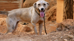 Abbandono e maltrattamento di animali: cosa dice la legge?
