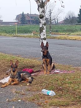 Abbandona i suoi cani perché non può occuparsene: ventenne deferita alla giustizia