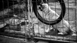 Cani dimenticati nei terreni: un grido silenzioso tra le periferie piemontesi
