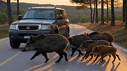 SUV si schianta contro un cinghiale: paura sulla Statale 25 del Moncenisio