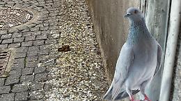 Guano a volontà in via Bosio, i residenti protestano: "Indecoroso e pericoloso"