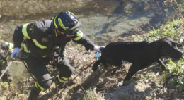 Brando, il Labrador intrappolato nel Sangone: salvato dai vigili del fuoco