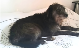 Esplode un petardo e il cane Dora scappa: il quartiere si mobilita per ritrovarla