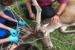 280 interventi e centinaia di animali salvati: il progetto che lotta per la fauna selvatica nel Torinese