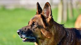 Incendio notturno poteva finire in tragedia: il cane fa una cosa inaspettata e salva la famiglia 