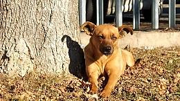 Gina, il cane che ha scelto di vivere in carcere: una storia di amore e speranza