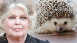 Dalla Francia con amore: Brigitte Bardot celebra i ricci italiani